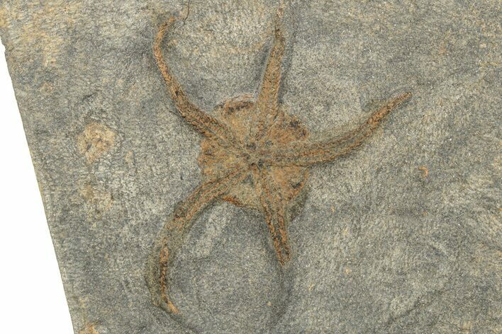 Ordovician Brittle Star (Ophiura) - Morocco #249055